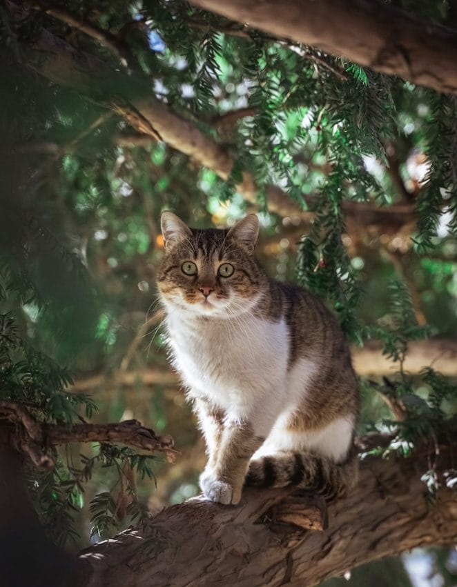 cat-on-tree