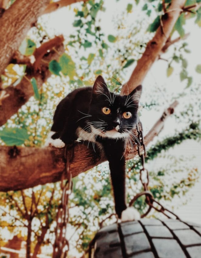 cat-on-tree