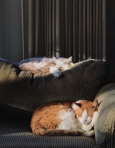 5 Reasons Why Does My Cat Snore And 4 Tips How to stop it