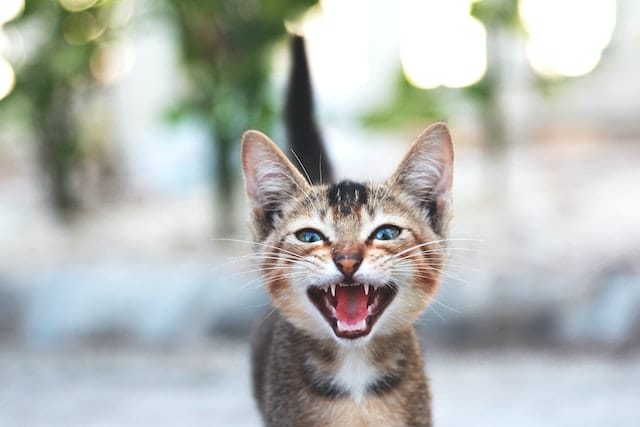  why is my cat so vocal what your cat is trying to tell you