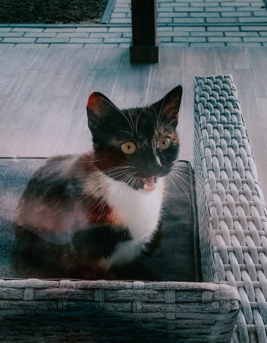 Why Is My Cat So Vocal? What Your Cat Is Trying to Tell You