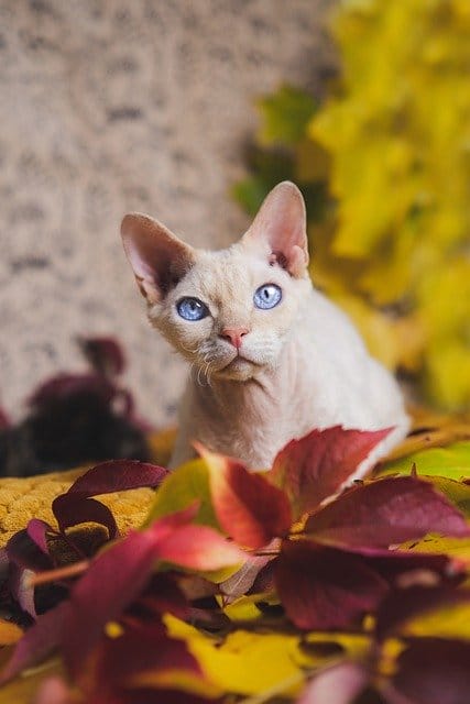 devon-rex