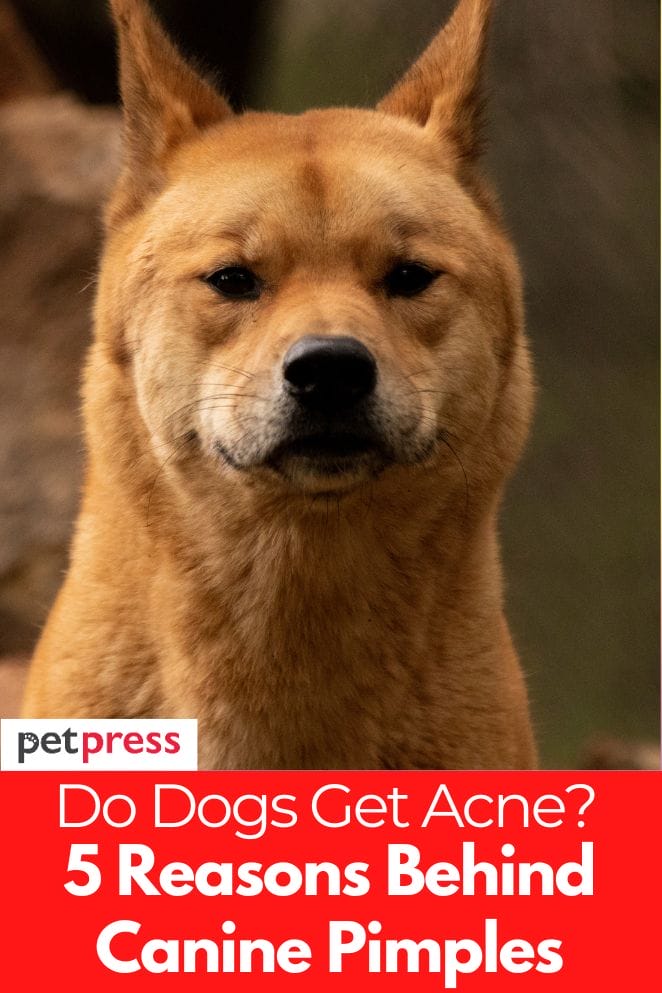 do dogs get acne