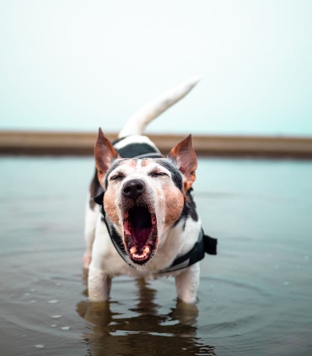 7 Tips on How To Make a Dog Stop Barking That You Can Try