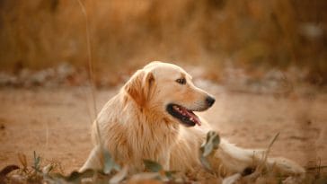 dog-breeds-in-the-world