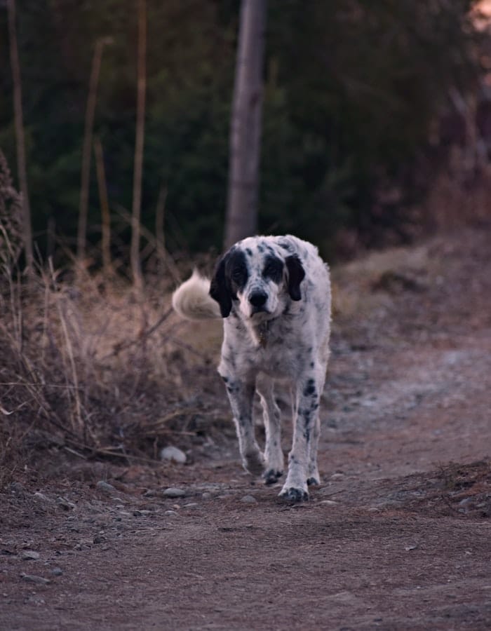 dog-eats-dirt-1