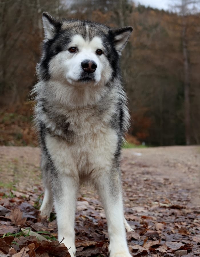 dog-eats-dirt-3