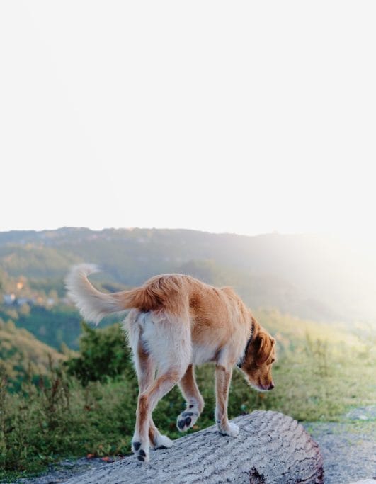 Why Do Dogs Have Tails? 4 Reasons And Purposes of Dog's Tails