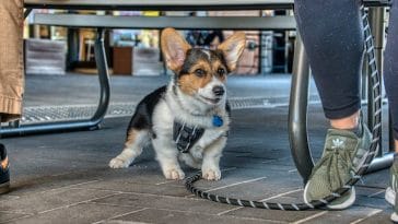 dog-kick-its-back-legs