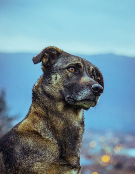 Why Do Dogs Tilt Their Head 3 Reasons Behind the Cute Gesture