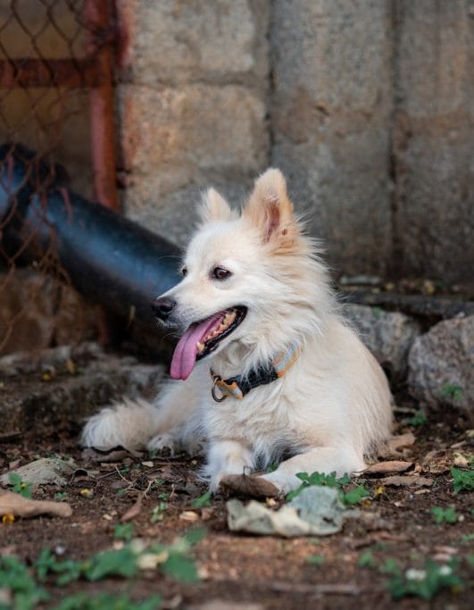 do-dogs-get-acne-the-surprising-truth-about-canine-pimples