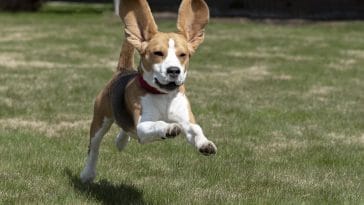 dogs with long ears