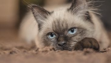facts about siamese cats