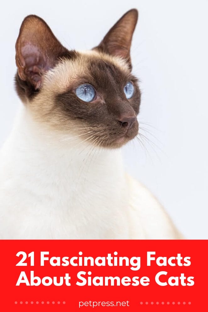 facts about siamese cats