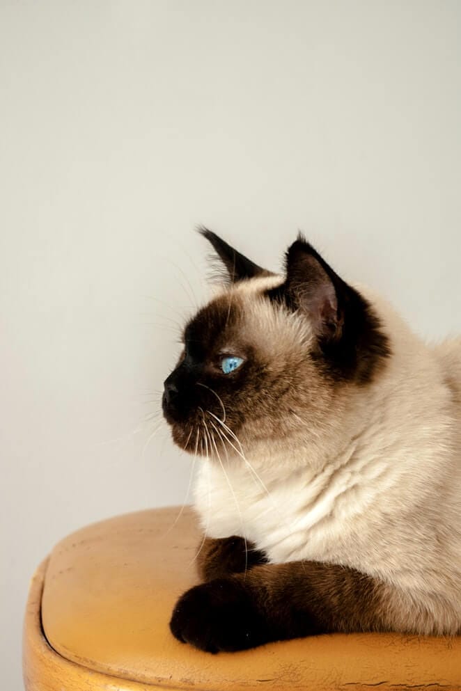 facts about siamese cats
