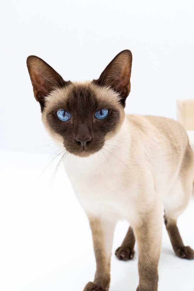 facts about siamese cats