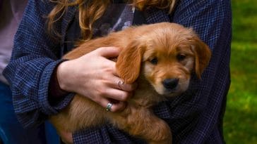 how can you tell how old a dog is