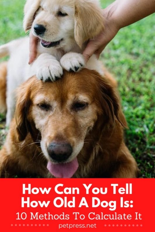 How Can You Tell How Old A Dog Is 5 Methods To Calculate It