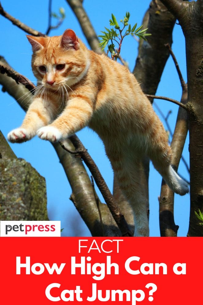 Answered How High Can a Cat Really Jump? Facts About Cats