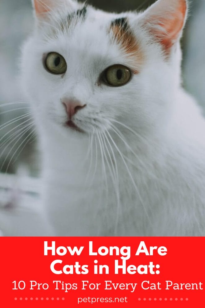 how long are cats in heat