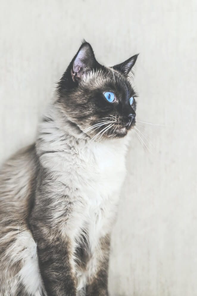 How Long Are Cats in Heat 10 Pro Tips For Every Cat Parent