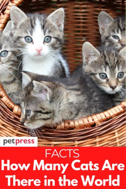 How Many Cats Are There in the World? Facts on Cat Population