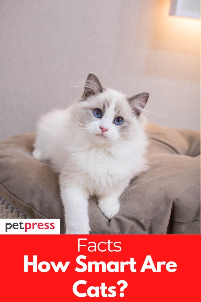 How Smart Are Cats? The Truth Behind Feline's Intelligence