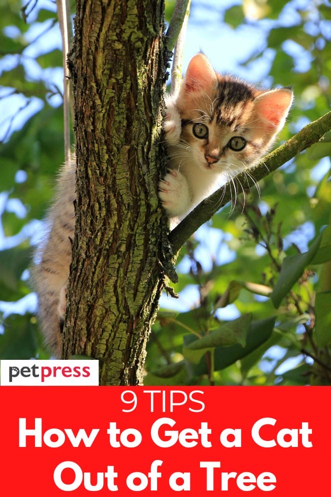 9-tips-on-how-to-get-a-cat-out-of-a-tree-that-you-can-try