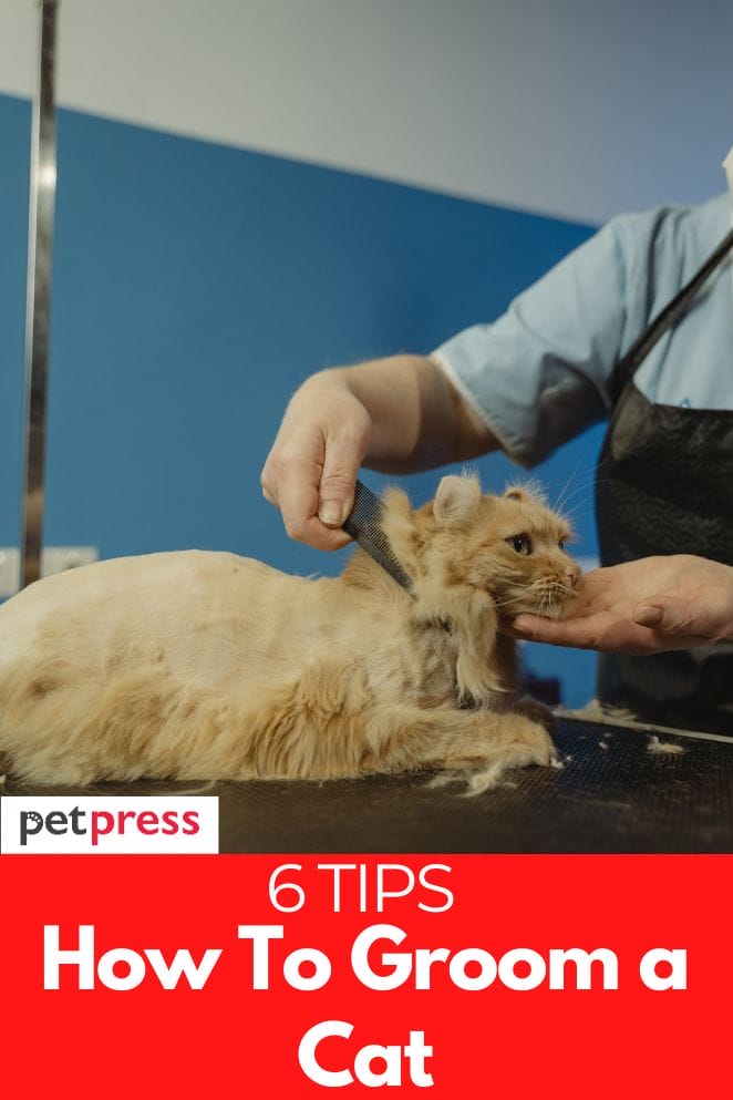 how to groom a cat