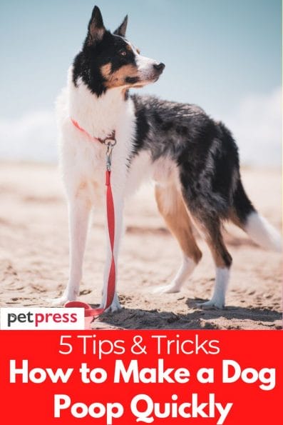 5 Tips And Tricks How To Make A Dog Poop Quickly 5-tips-and-tricks-how-to-make-a-dog-poop-quickly