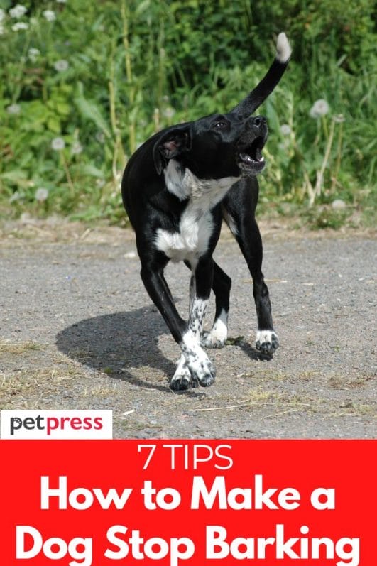 7 Tips on How To Make a Dog Stop Barking That You Can Try
