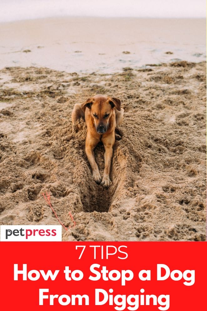 7 Simple Tips on How to Stop a Dog From Digging