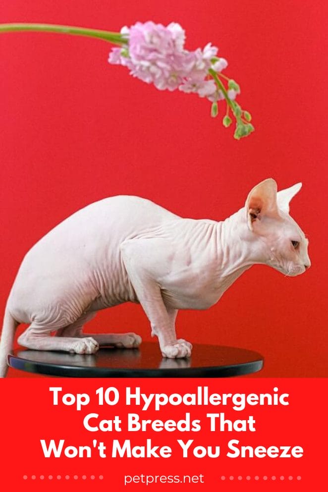 Top 10 Hypoallergenic Cat Breeds That Won't Make You Sneeze