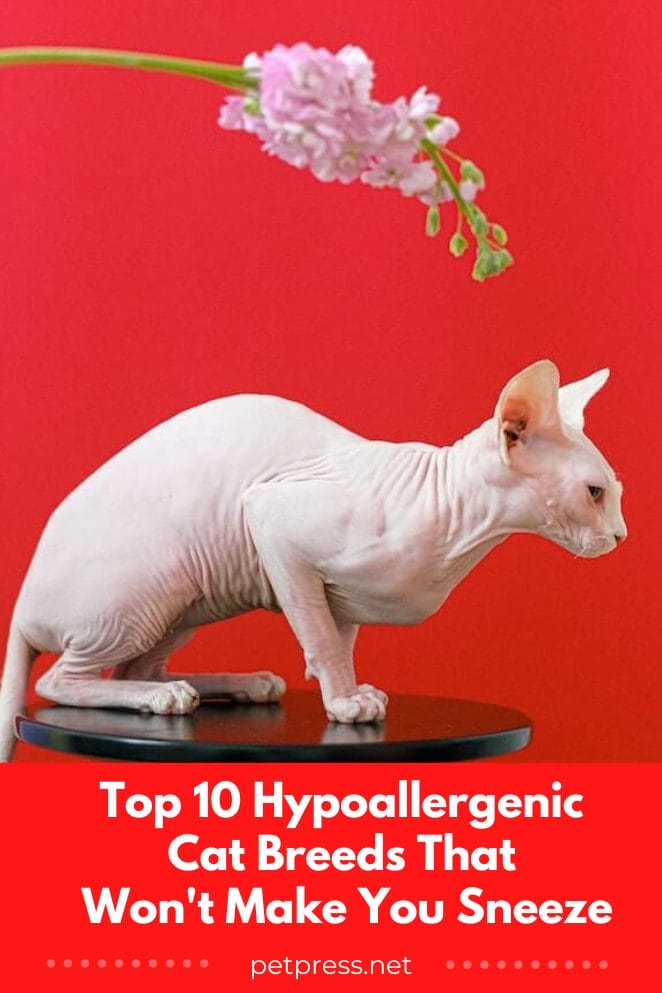 hypoallergenic cat breeds