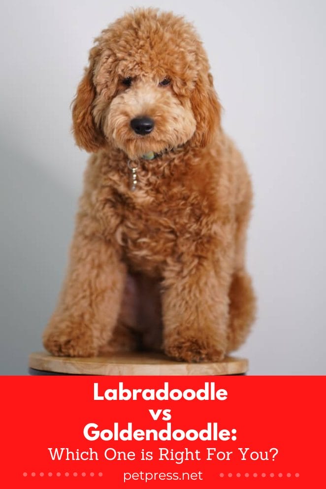labradoodle vs goldendoodle