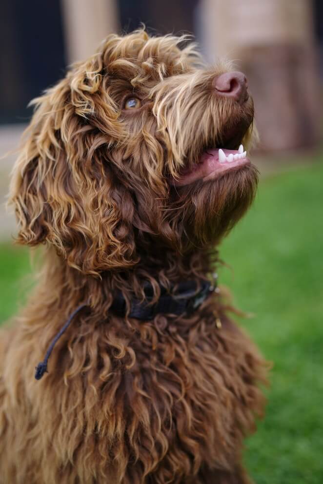 labradoodle vs goldendoodle