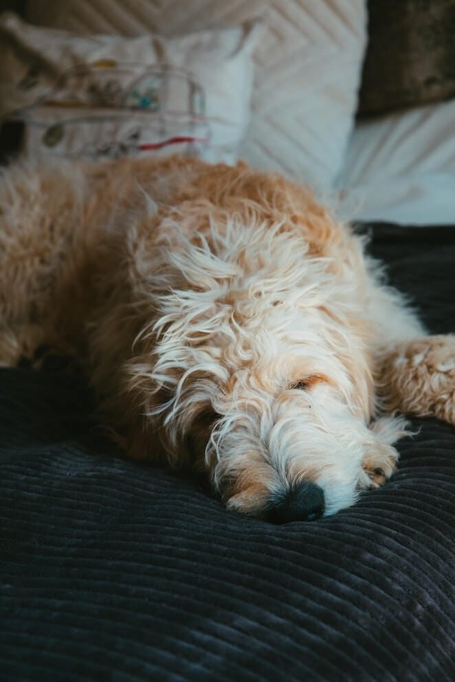 labradoodle vs goldendoodle