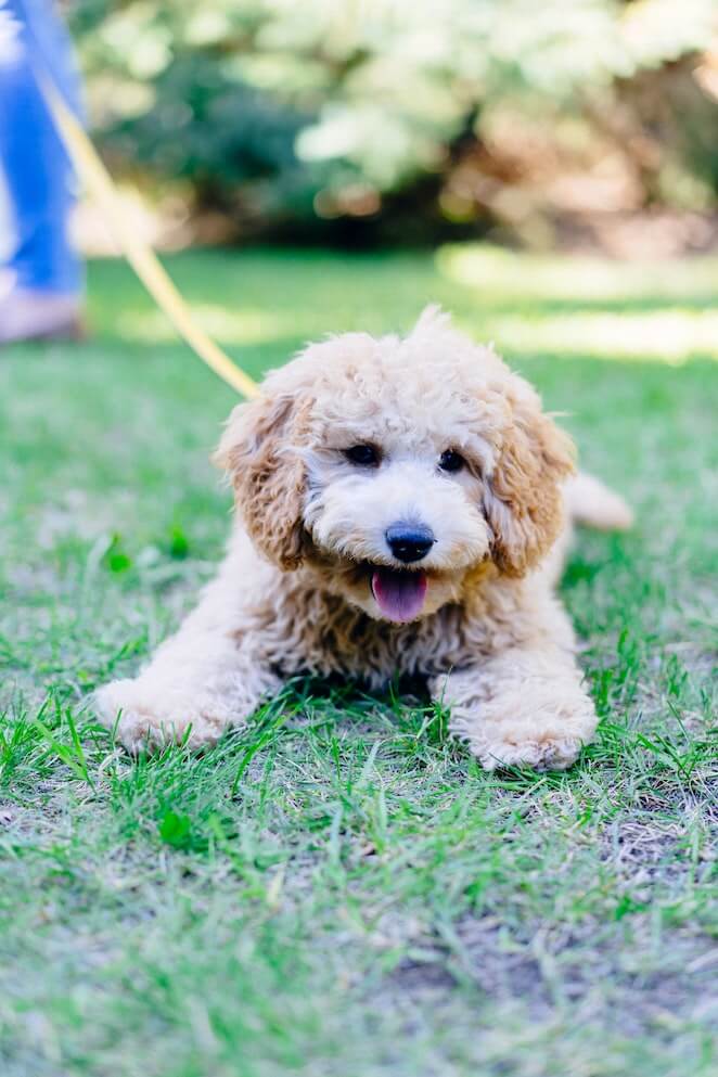 labradoodle vs goldendoodle