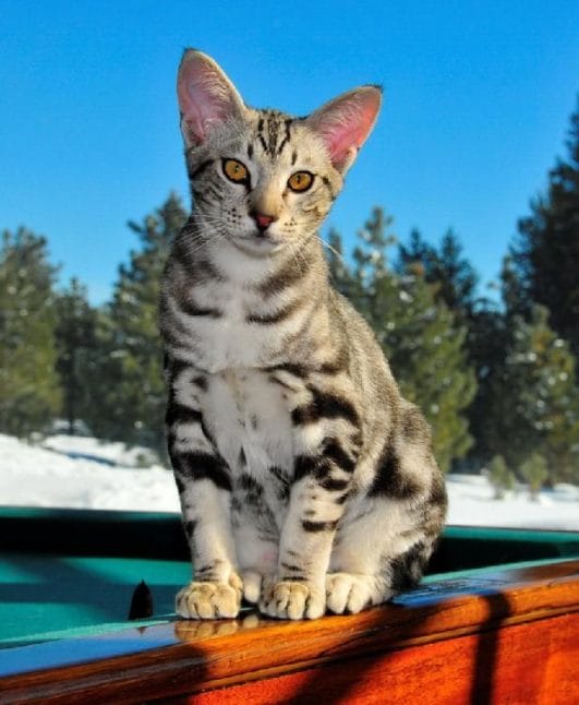 10 Most Popular Spotted Cat Breeds That Are Unique And Cute
