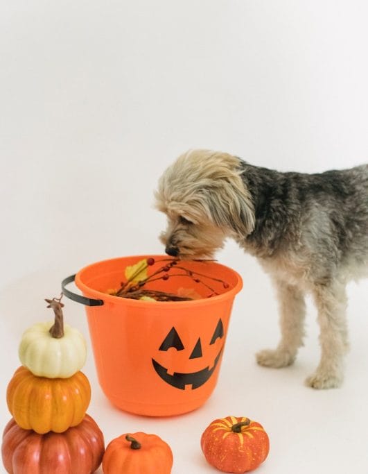 Some Great Inventions Created for Dogs and How InventHelp Can Assist ...