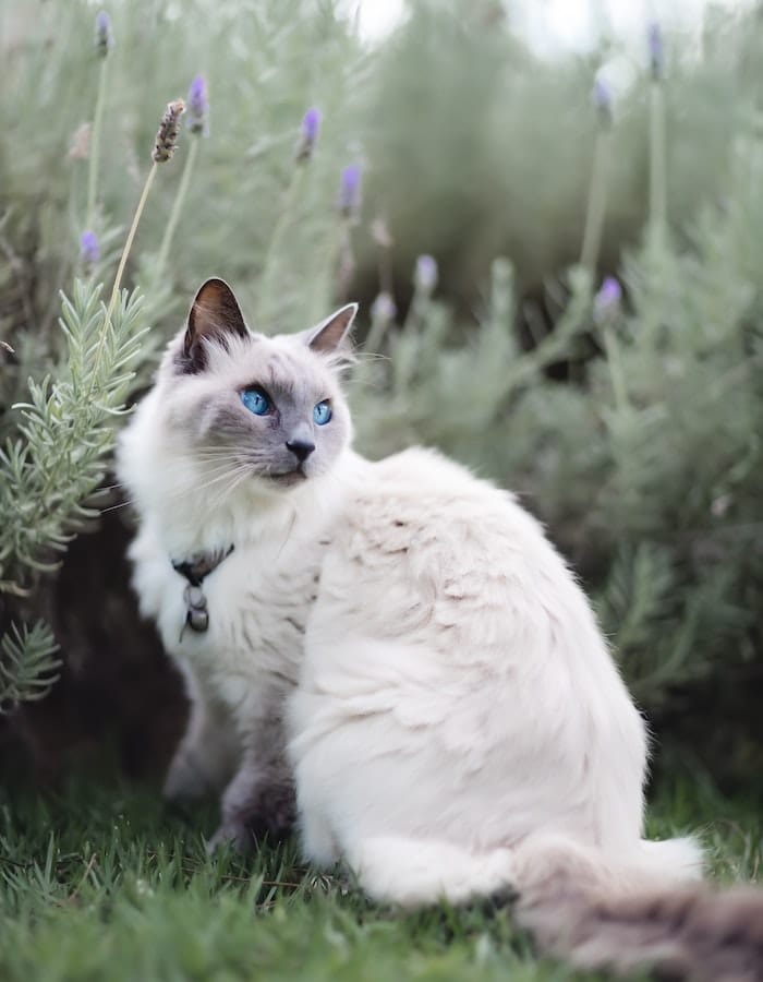 What Plants Are Toxic to Cats? 10 Plants That Harm Your Cat