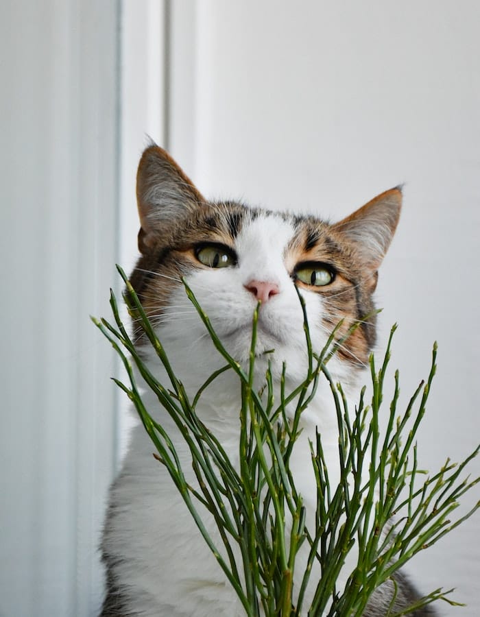 What Plants Are Toxic to Cats? 10 Plants That Harm Your Cat