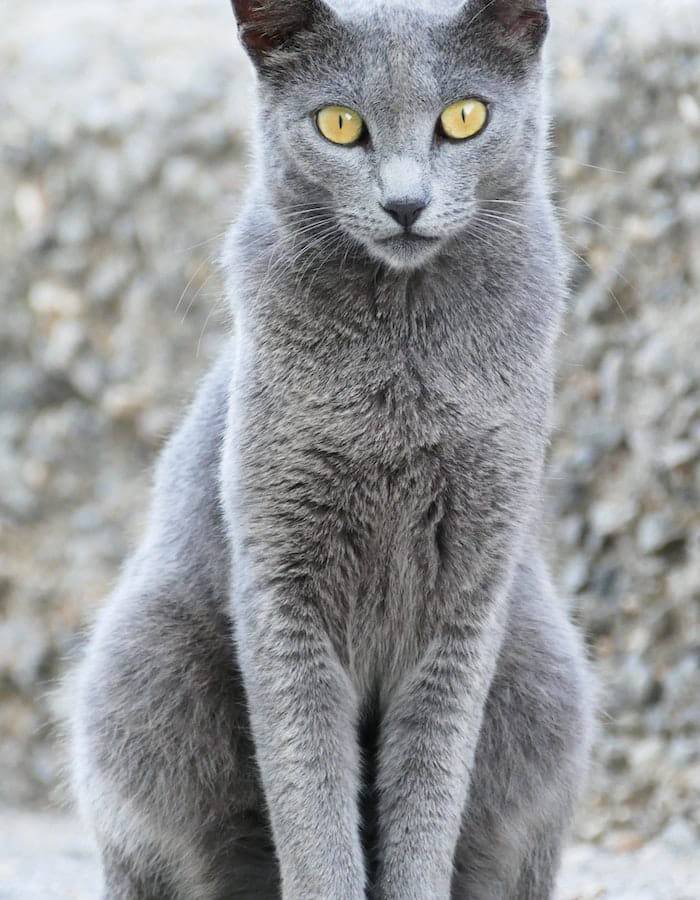 russian-blue