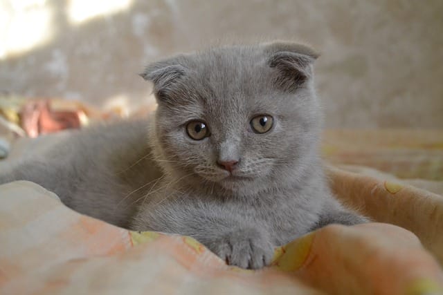 scottish-fold