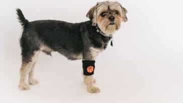 shock Collars for Small Dogs