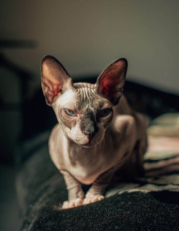 sphynx