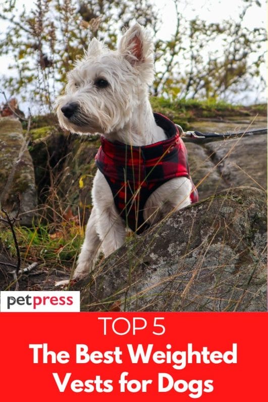 The Best 5 Weighted Vests for Dogs Tips And How To Use it