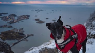 weighted vest for dogs