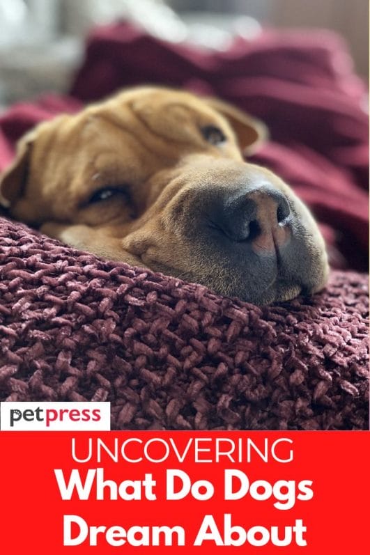 What Do Dogs Dream About? Uncovering the Dog Dreams