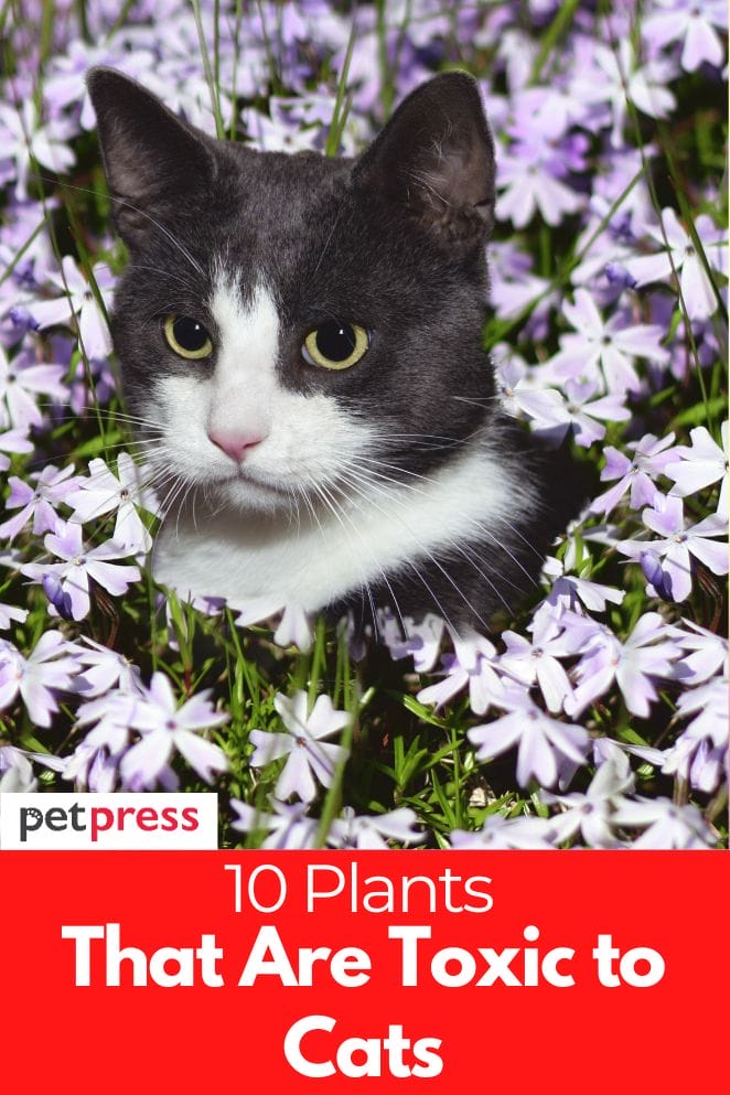 what plants are toxic to cats